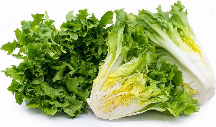 
Rau xà lách escarole cung cấp vitamin K1 tốt cho sức khỏe của xương khớp
