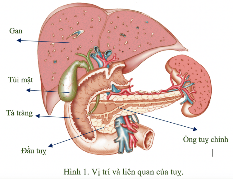 
Vị trí cấu tạo của tụy trong cơ thể
