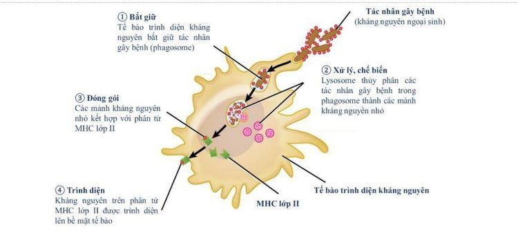 
Hình 1. Quá trình bắt giữ, xử lý và trình diện kháng nguyên của tế bào trình diện kháng nguyên
