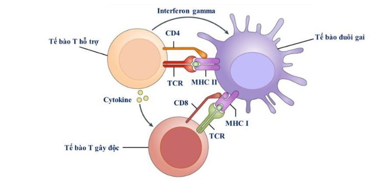 
Hình 2. Cơ chế kích hoạt các tế bào T của tế bào đuôi gai
