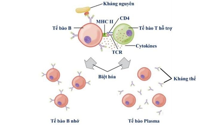 
Hình 3. Cơ chế kích hoạt của tế bào B và tế bào T hỗ trợ
