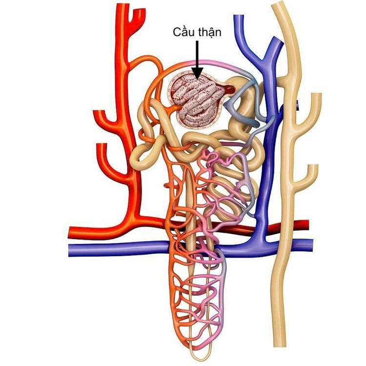 
Cấu trúc của cầu thận. Máu sẽ vào cầu thận theo động mạch nhỏ (màu đỏ) và nước tiểu sẽ được tạo thành qua ống thận (màu trắng)
