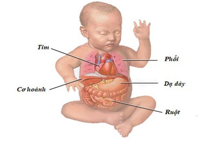 
Dạ dày trẻ sơ sinh thường nằm ngang ở vị trí khá cao
