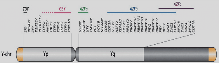
Có 3 vùng AZF (a,b,c) nằm ở phần nhánh dài trên nhiễm sắc thể Y
