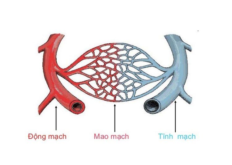 
Phù phổi cấp huyết động là do sự tăng đột ngột áp lực dịch trong lòng mao mạch
