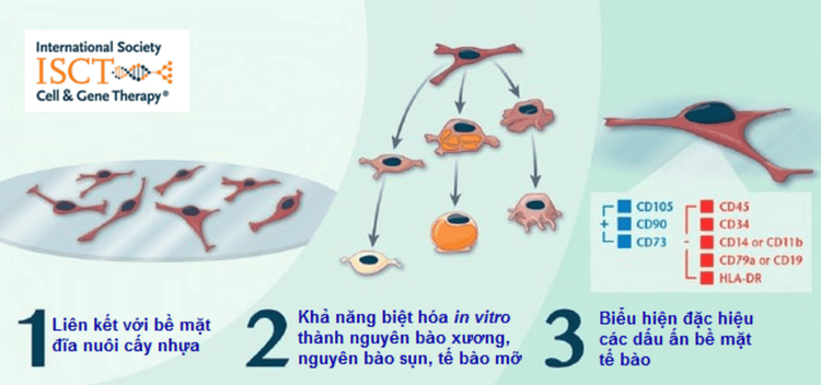 
Tiêu chuẩn xác định tế bào gốc trung mô (theo ISCT 2006)
