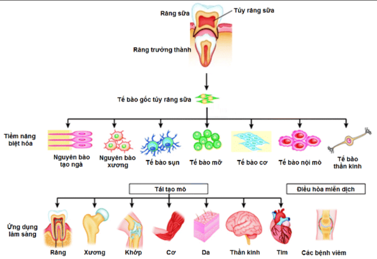 
Tiềm năng ứng dụng của tế bào gốc tủy răng sữa
