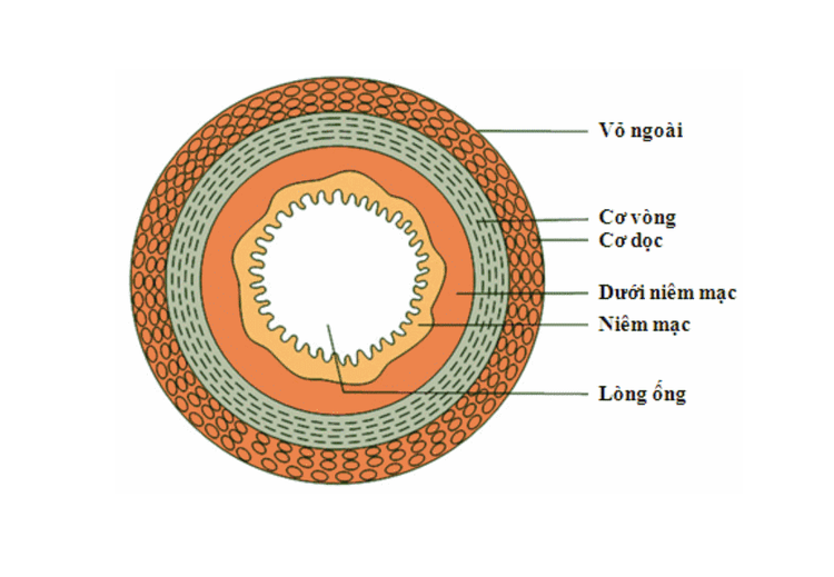 ESD technique for early gastrointestinal cancer treatment