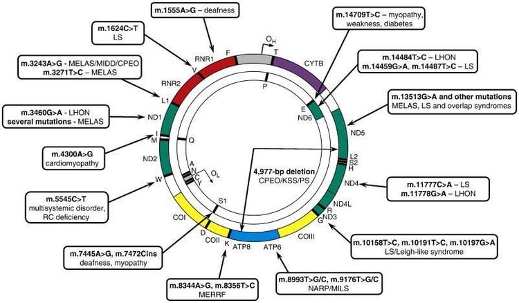
Hình 2. Các bệnh do đột biến điểm và đột biến mất đoạn trên ADN ty thể [6]
