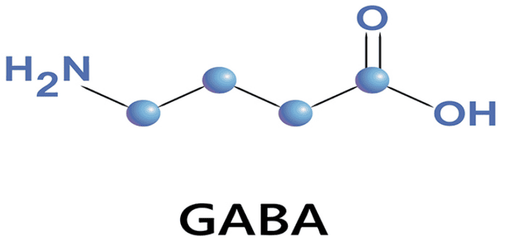 
Lợi ích của GABA đối với sức khỏe con người là gây ngủ và giảm lo lắng
