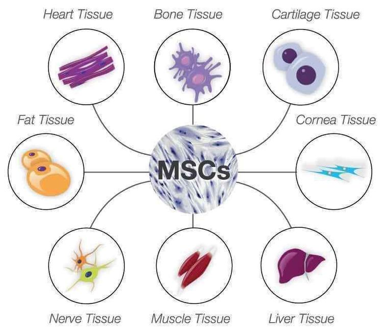 
Tế bào gốc trung mô (MSCs) là những tế bào gốc được tìm thấy trong tủy xương
