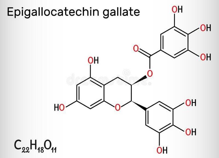 
Epigallocatechin gallate có thể chống lại tổn thương tế bào và một số bệnh mãn tính
