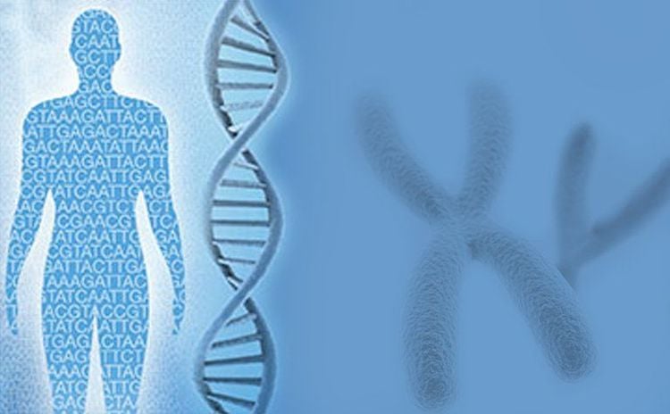 
Telomere là 1 đoạn DNA có trình tự (TTAGGG) lặp lại nhiều lần ở đầu mỗi nhiễm sắc thể
