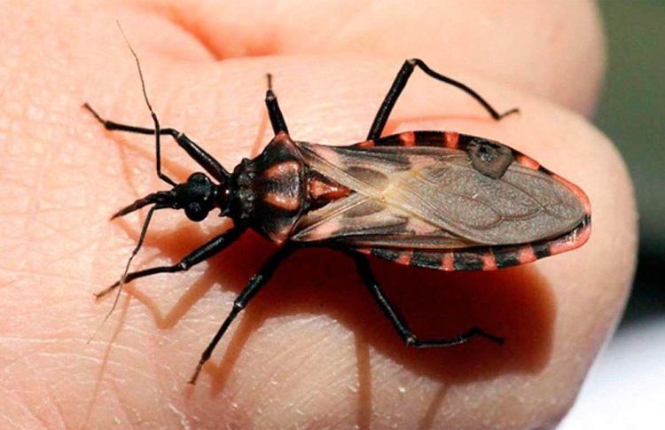 
Khi bị bọ xít hút máu Triatoma đốt, bạn có thể sẽ bị bệnh chagas
