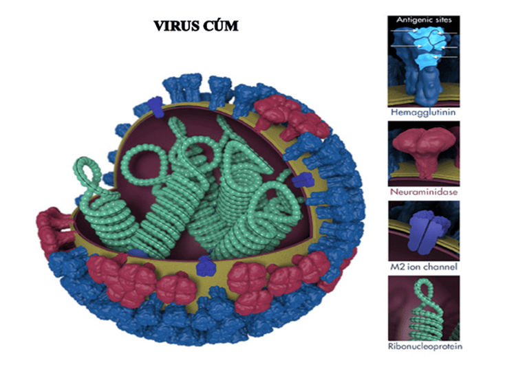 
Hình 1. Các tính năng của virus cúm
