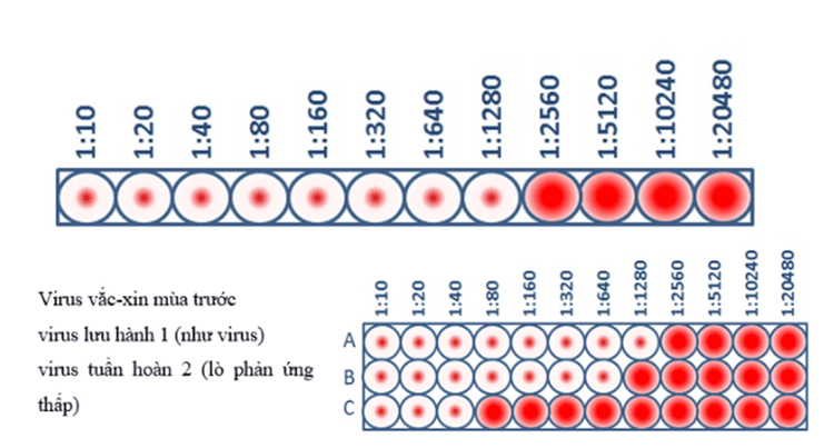
Hình 3. Xét nghiệm HI Titer và xét nghiệm đặc tính kháng nguyên
