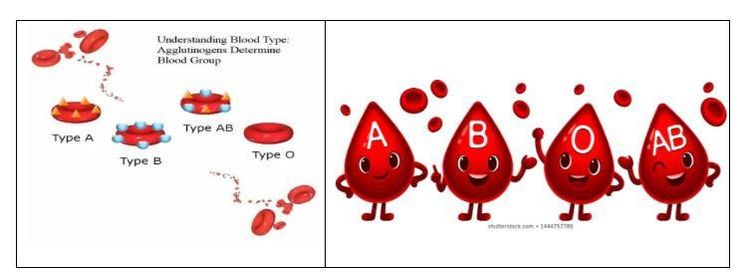 
Nhóm máu hệ ABO
