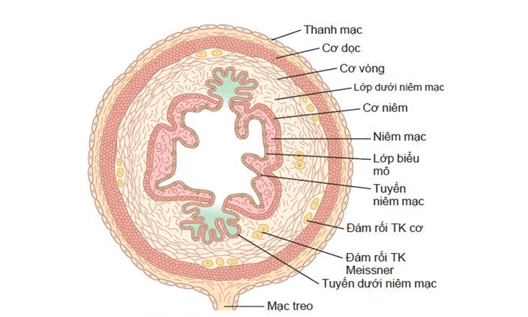 
Lát cắt ngang của ruột
