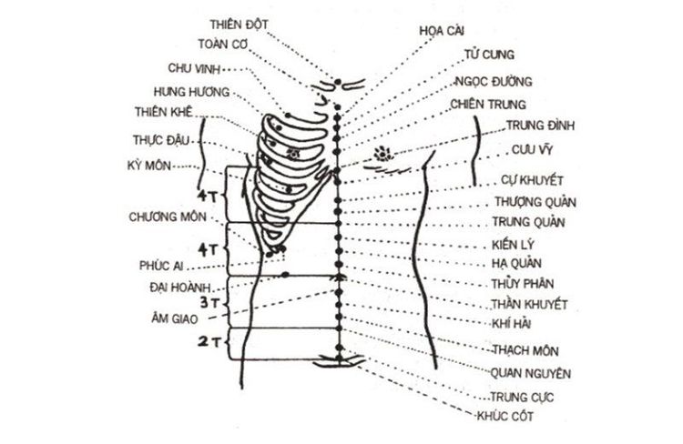 
Vị trí một số huyệt thường dùng ở vùng ngực bụng
