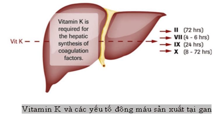 
Vitamin K và các yếu tố đông máu sản xuất tại gan
