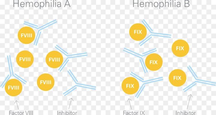 
Hemophilia A và Hemophilia B
