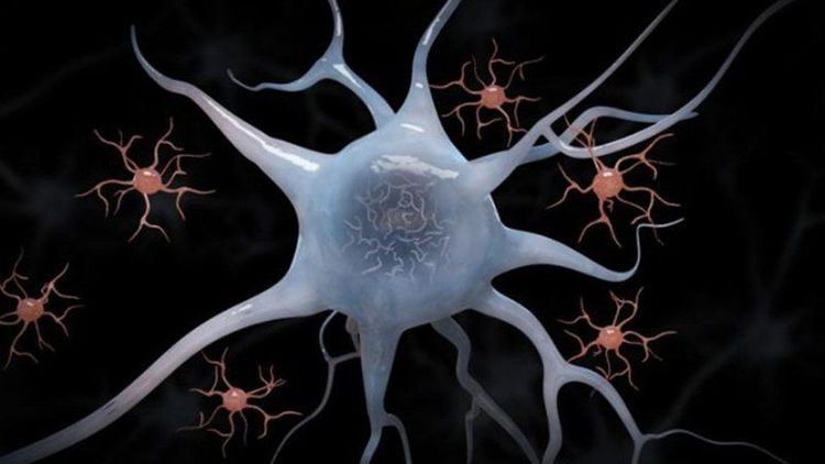 
Microglia - tế bào miễn dịch thường trú của não
