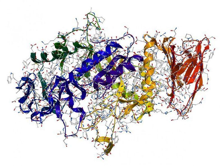 
Amylase chủ yếu được tìm thấy trong tuyến tụy
