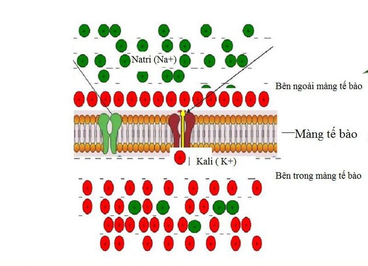 
Natri và một số vi chất khác có vai trò quan trọng trong cơ thể con người
