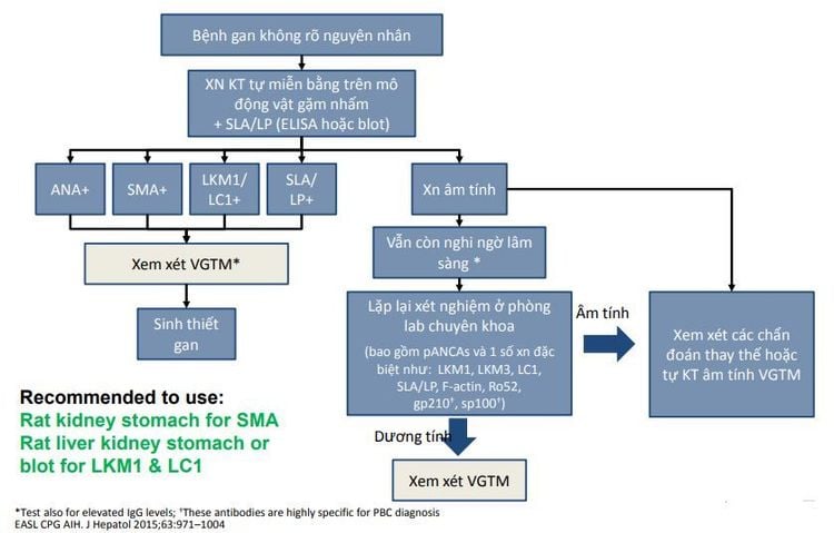 Xét nghiệm định danh 14 tự kháng thể trong bệnh gan tự miễn