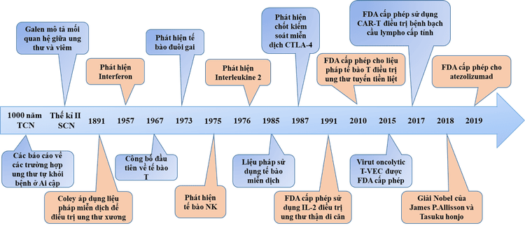 
Hình 2: Quá trình phát triển của liệu pháp miễn dịch
