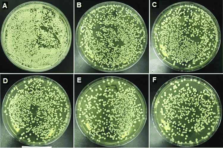 
Nấm Candida albicans có thể là tác nhân gây sốt kéo dài do nấm
