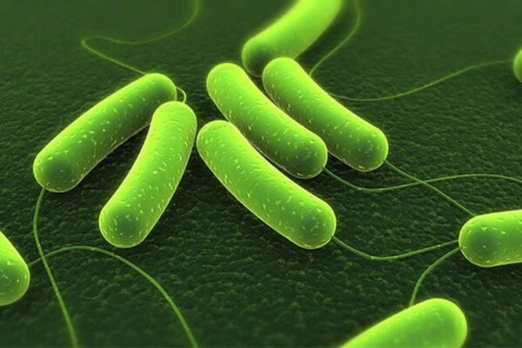 
Vi khuẩn Helicobacter pylori (H pylori) có thể gây tình trạng ung thư da dày
