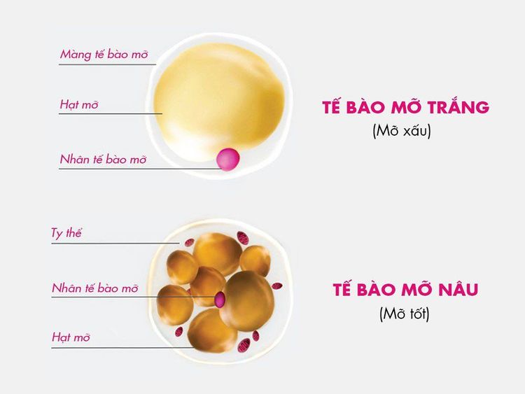 
Hình ảnh tế bào mỡ trắng và mỡ nâu
