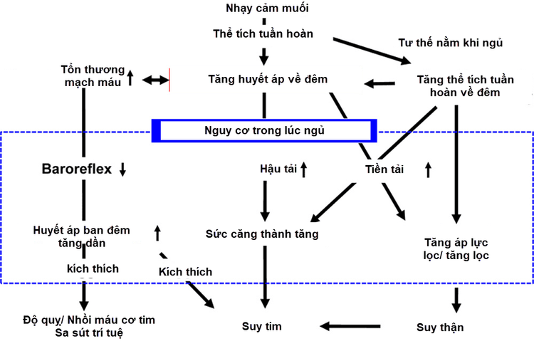 
Cơ chế và tác động của huyết áp về đêm lên nguy cơ tim mạch
