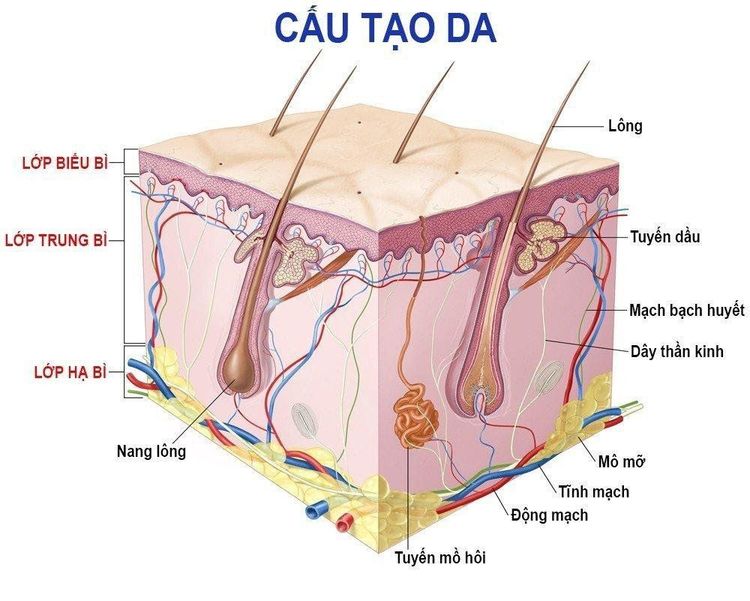 
Hình 1. Hình giải phẫu cấu tạo của da người
