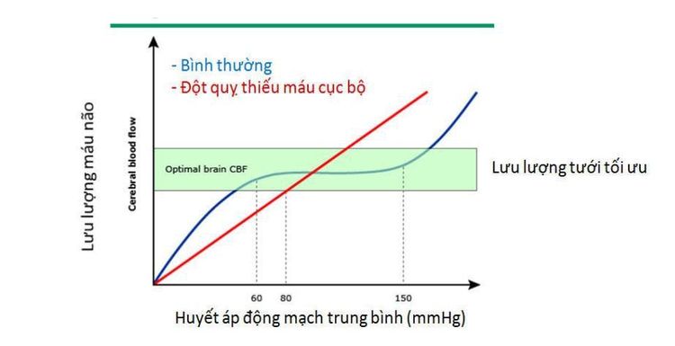 
Cơ chế tự điều hòa lưu lượng máu não
