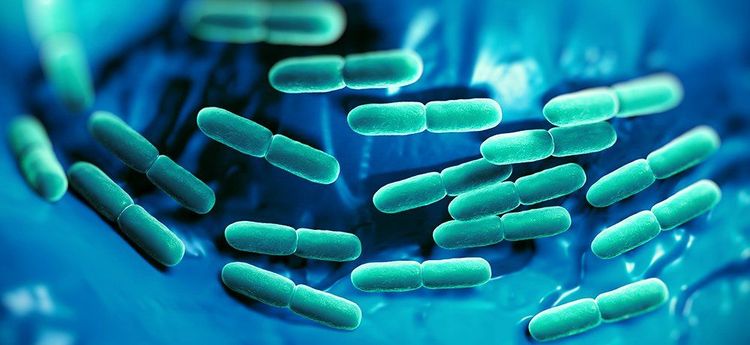 
Lợi khuẩn Lactobacillus rhamnosus GG là một trong những loại probiotic được sử dụng rộng rãi
