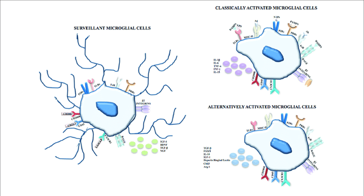 
Một số hình ảnh về Microglia
