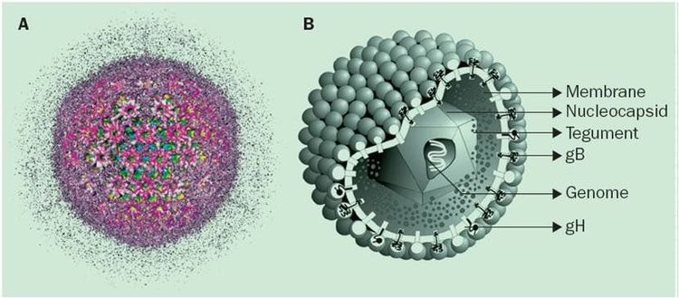 
Virus Cytomegalo có thời gian ủ bệnh dài từ 1 - 2 tháng
