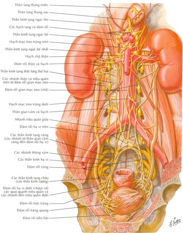 
Minh hoạ giải phẫu đám rối hạ vị
