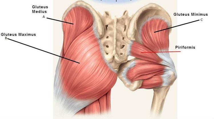 
Cơ mông là một phần quan trọng đối với sự vận động của cơ thể
