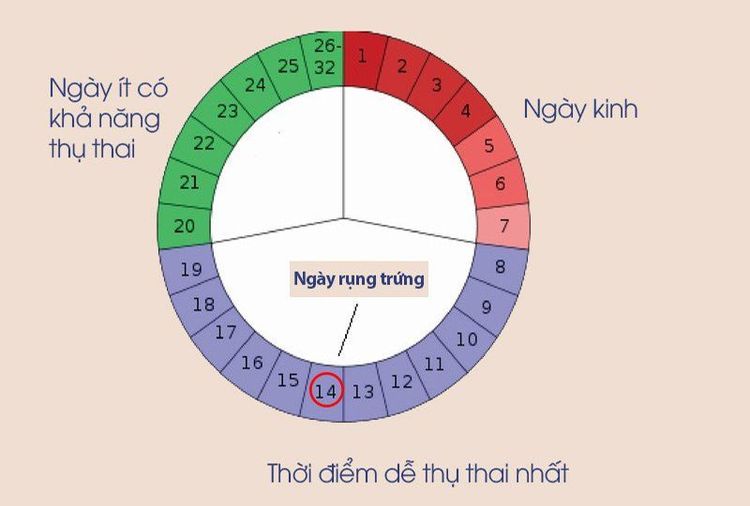 
Quan hệ càng gần ngày rụng trứng thì tỷ lệ mang thai sẽ càng cao
