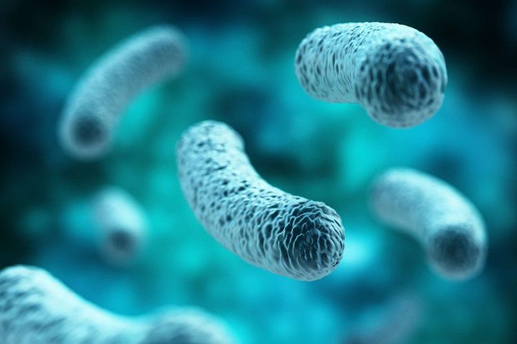 
Lactobacillus là một trong các chủng lợi khuẩn
