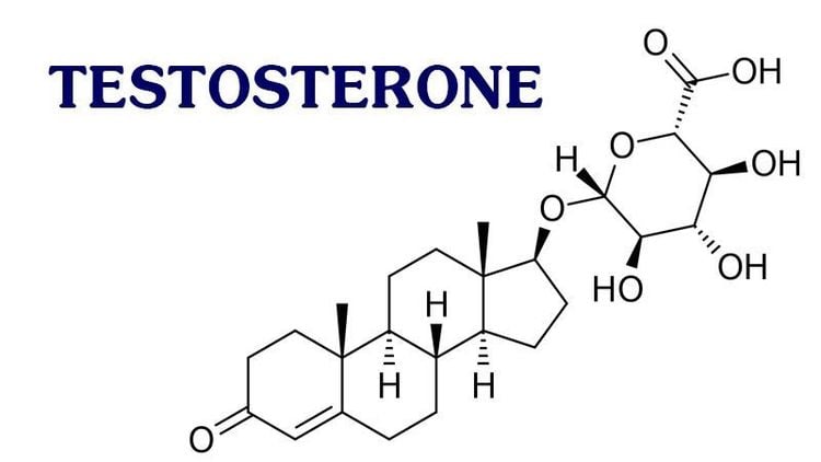 
Testosterone là hormone sinh dục chính ở nam giới
