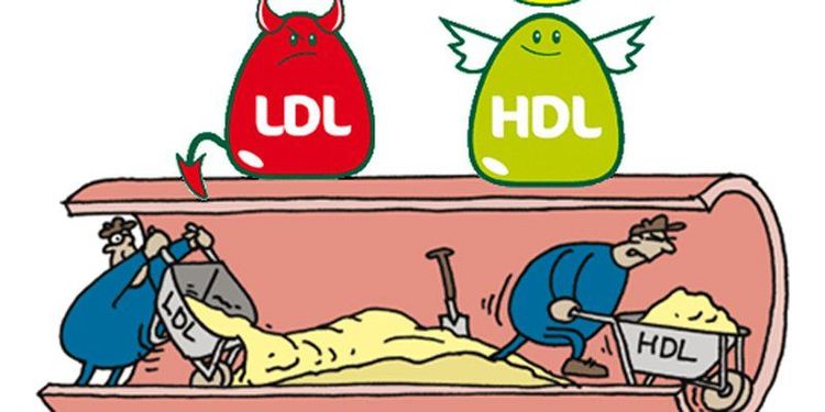 
Cholesterol có 2 loại LDL và HDL
