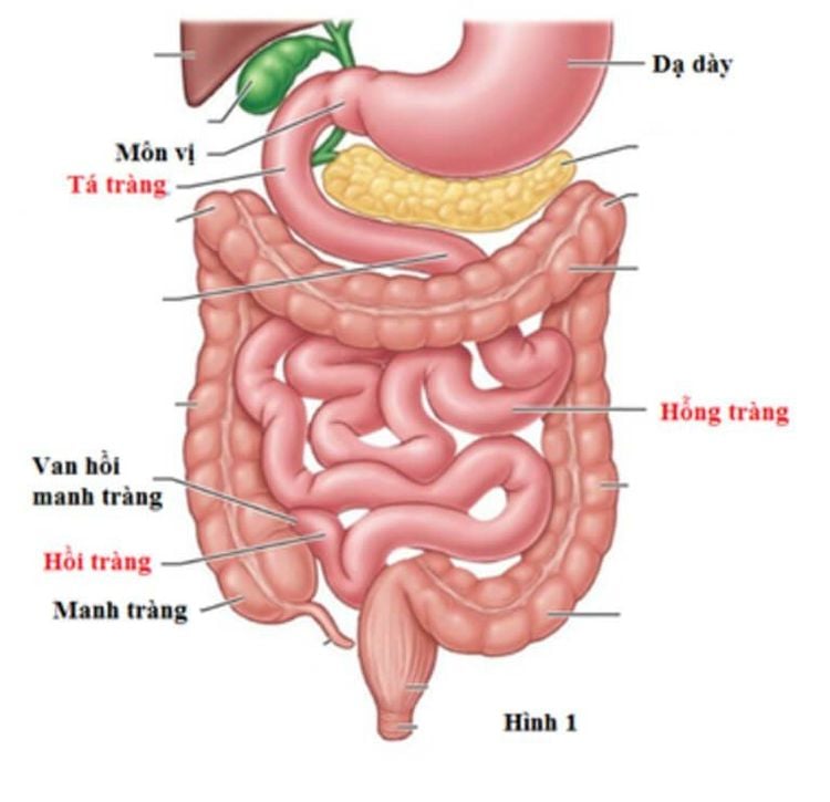 
Quá trình tiêu hóa thức ăn ở người tại ruột non
