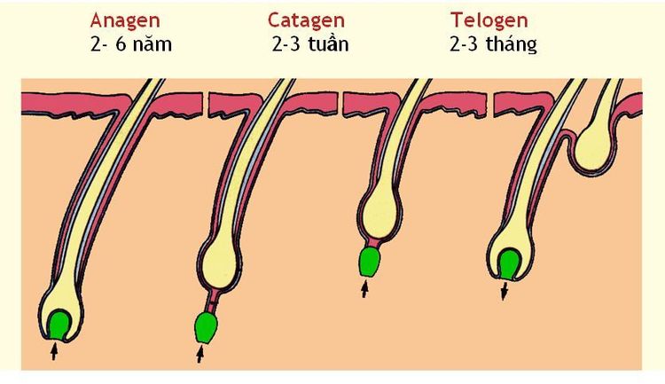 
Tóc phát triển qua 3 giai đoạn
