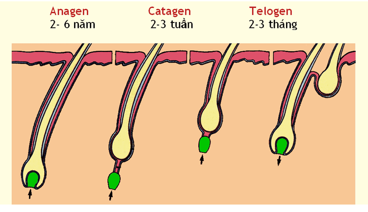 Why Do Endocrine Disorders Cause Hair Loss Vinmec