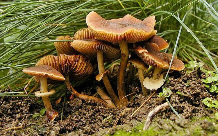 
Cây nấm độc Conocybe filaris có thể gây tử vong khi ăn phải
