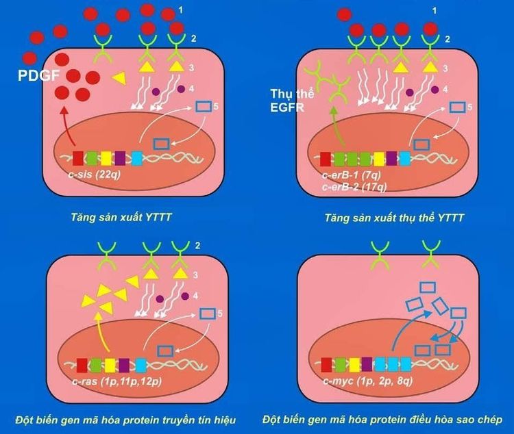 
Sơ đồ hoạt hóa các tiền oncogene thành oncogene tế bào, tác động sinh u.
